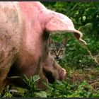 schwein mit katze