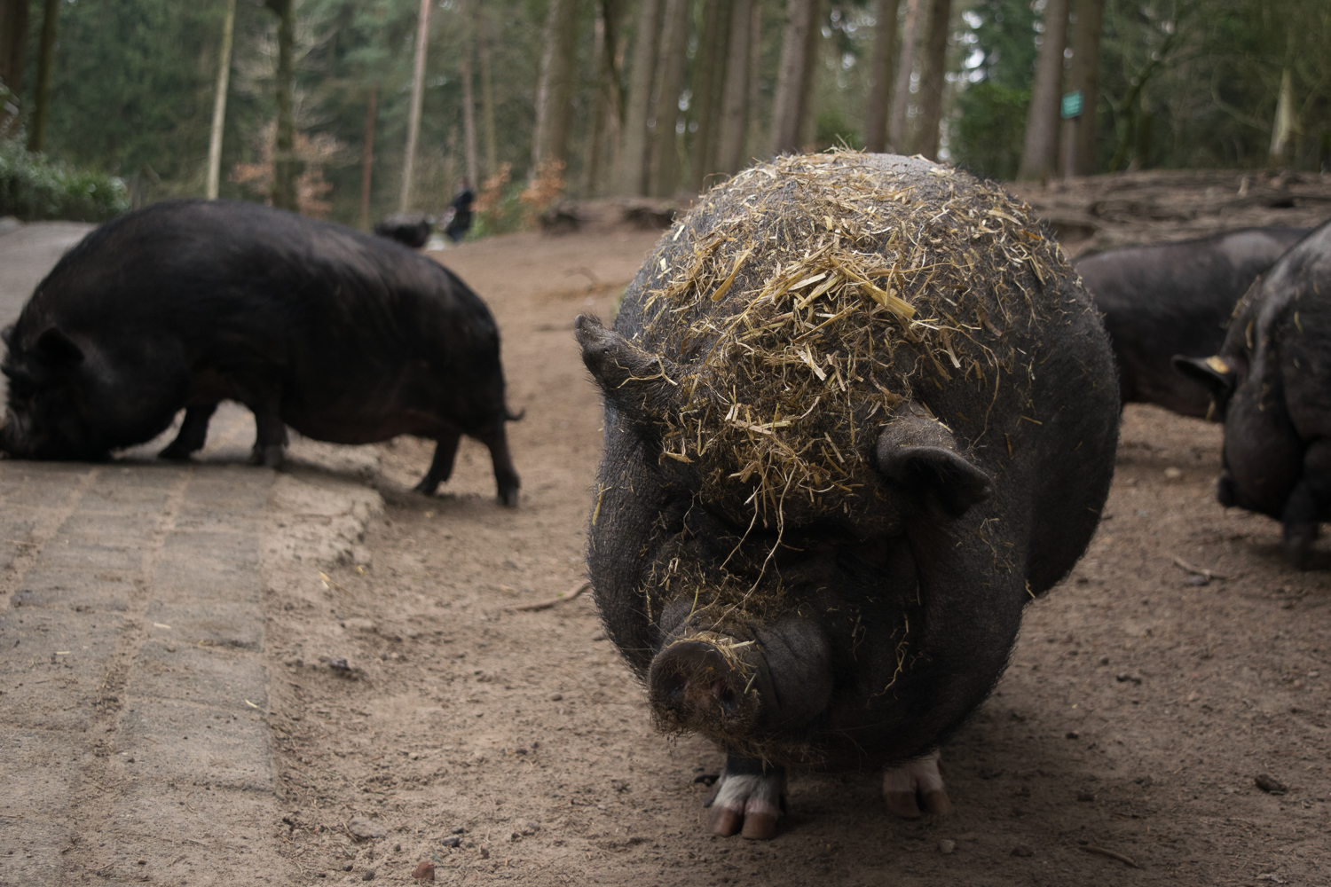 Schwein mit Stroh