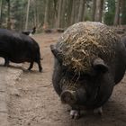 Schwein mit Stroh