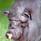 schwein monika, nicht im zoo