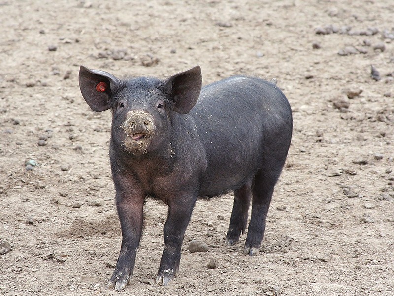 Schwein müsste man haben