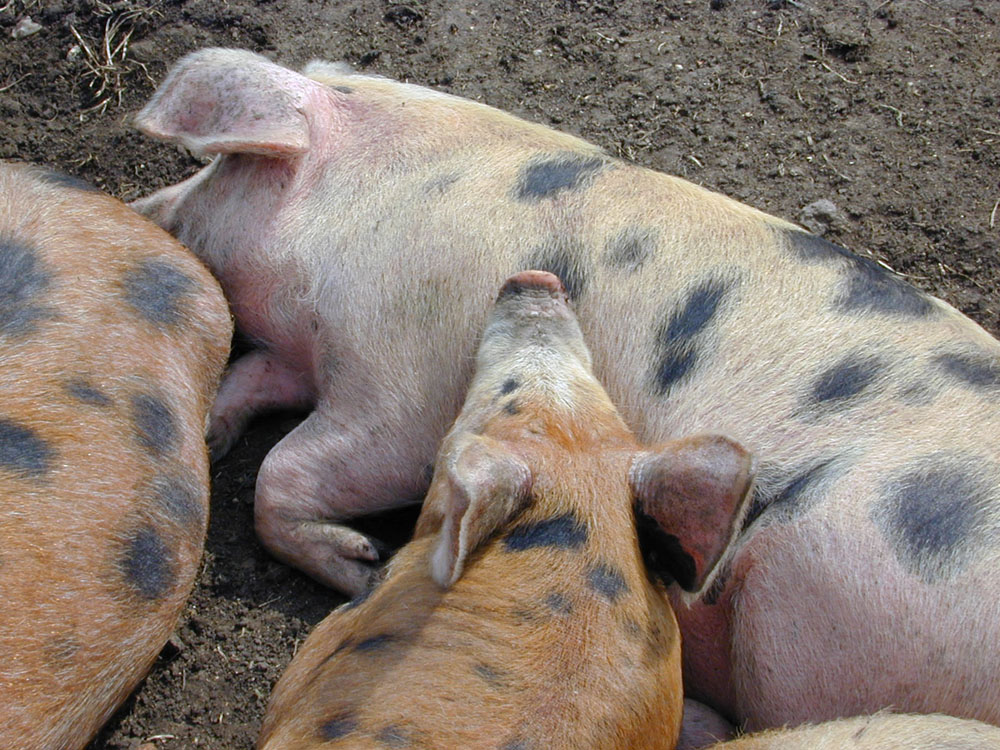 Schwein müsste man sein