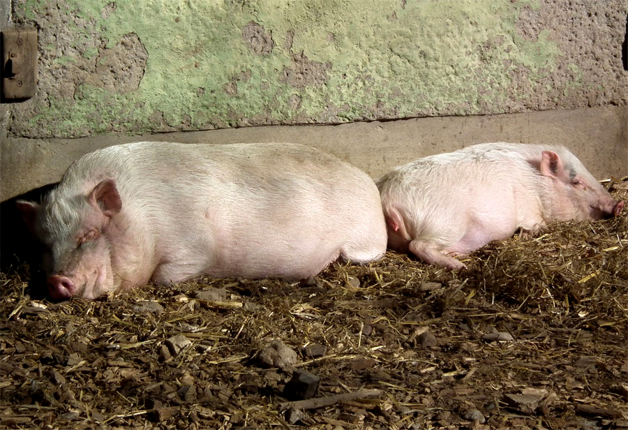 Schwein müsste man sein, lach.