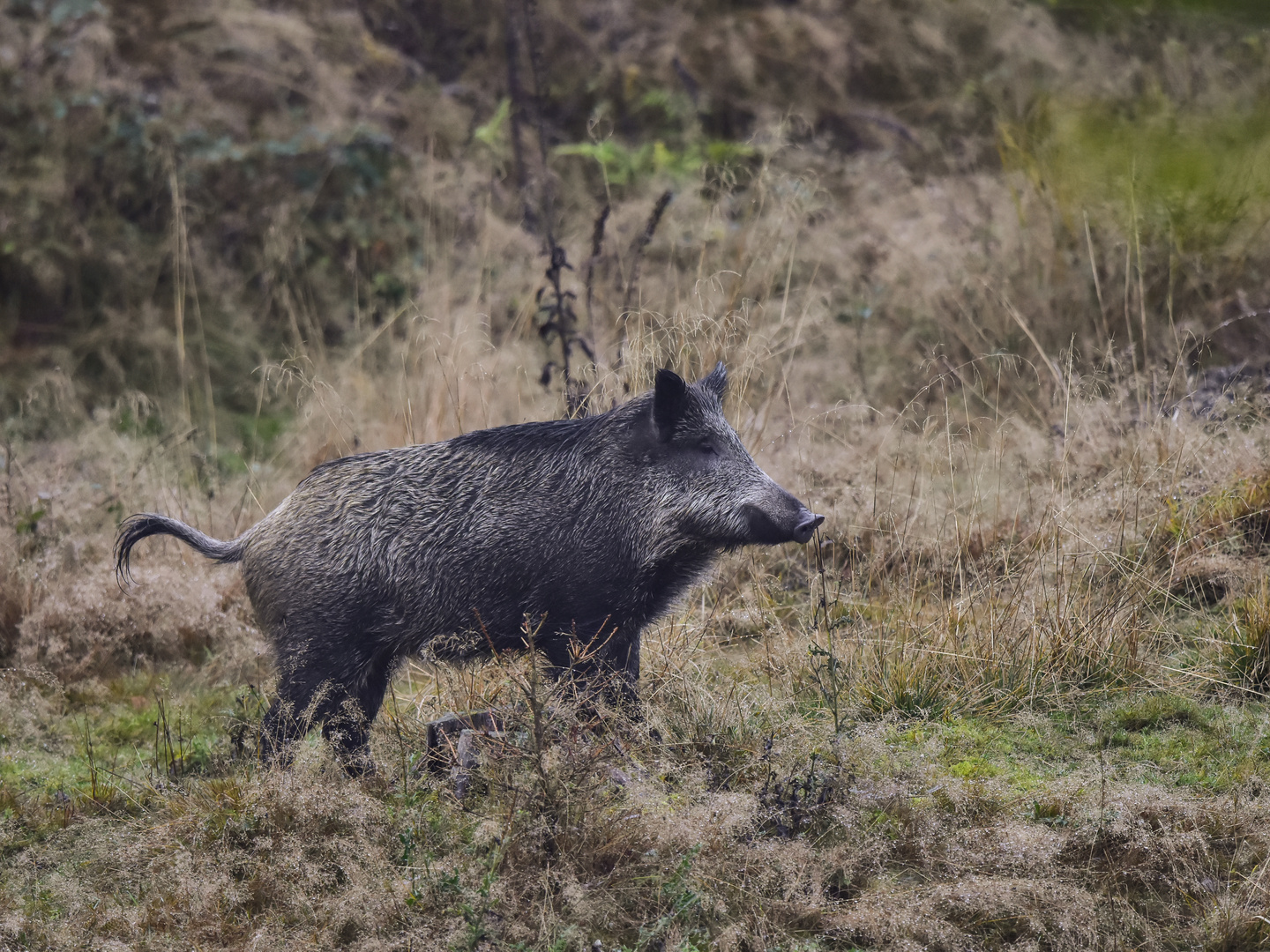 Schwein muss man haben....