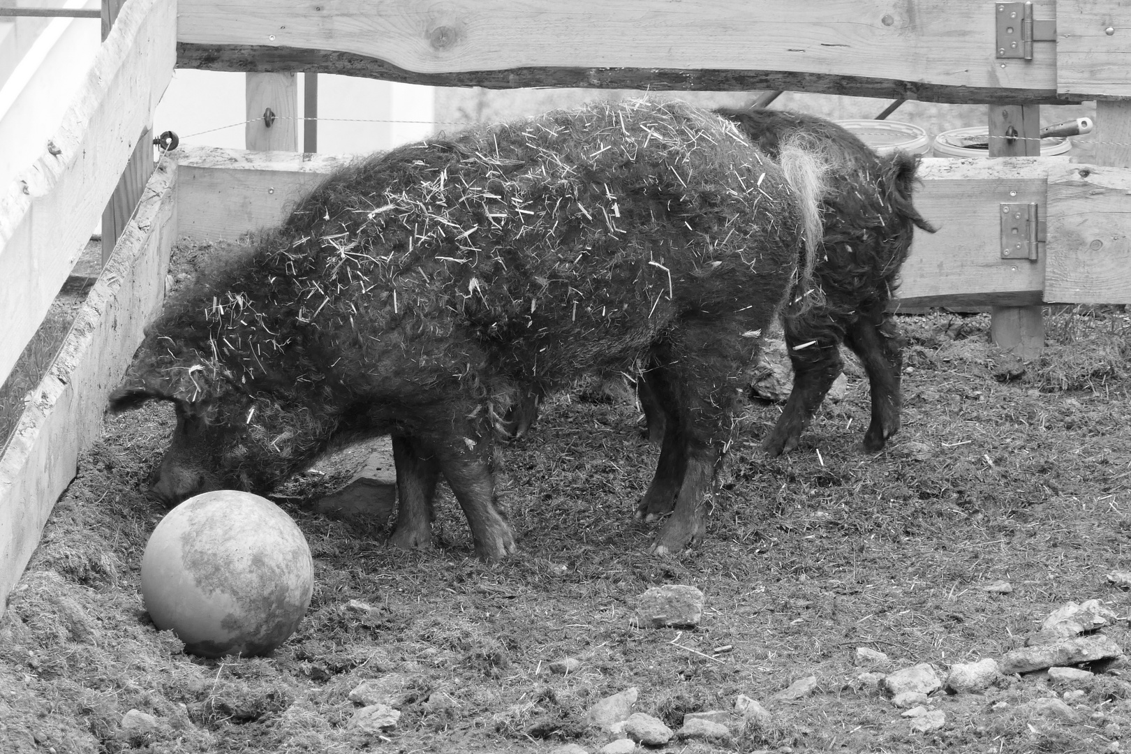 Schwein muss man haben