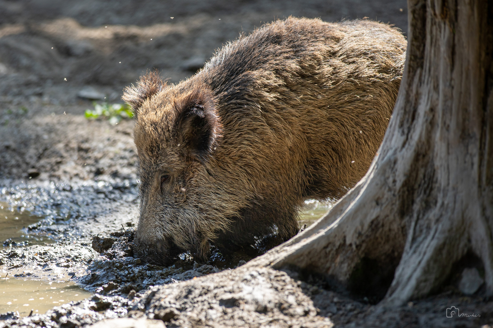 Schwein muss man haben...