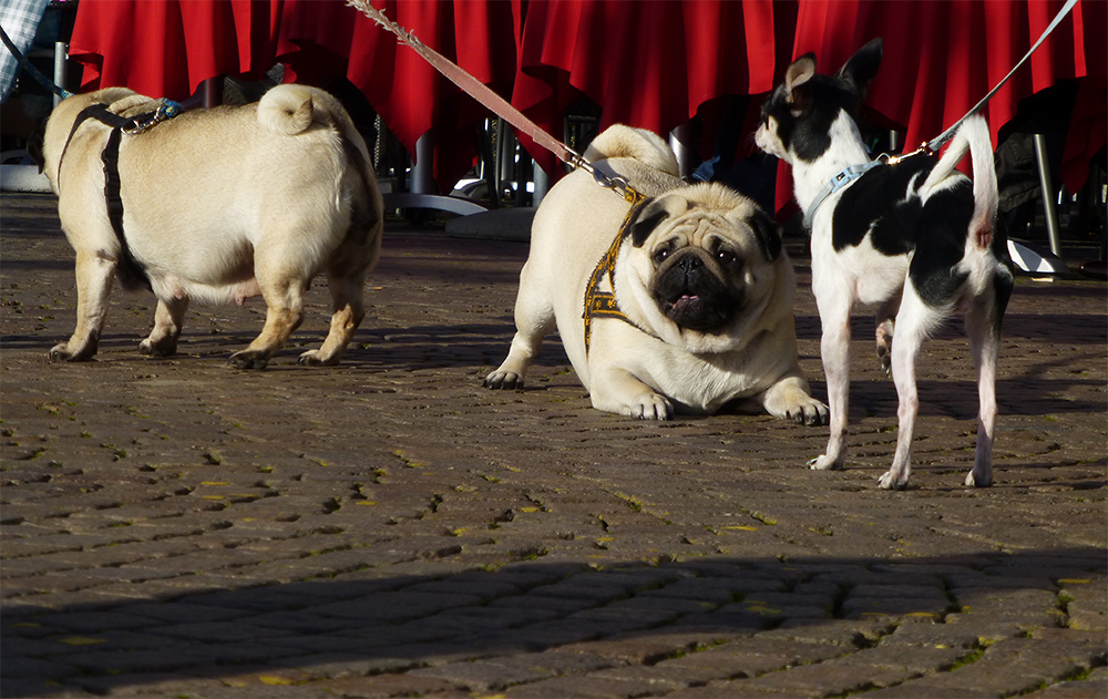 Schwein oder Hund? fragt sich das "Frettchen"