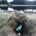 Schwein oder nicht Schwein- das ist hier schon lange nicht mehr die Farge- leider