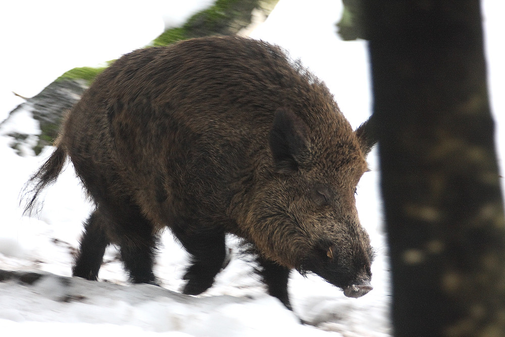 Schwein rennt durch den Winterwald.....