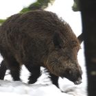 Schwein rennt durch den Winterwald.....