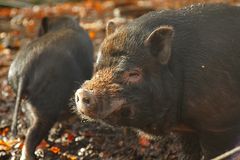 Schwein-Schweineleben