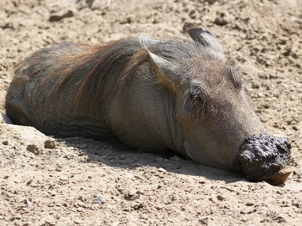 Schwein sein ist schön ...