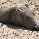 Schwein sein ist schön ...