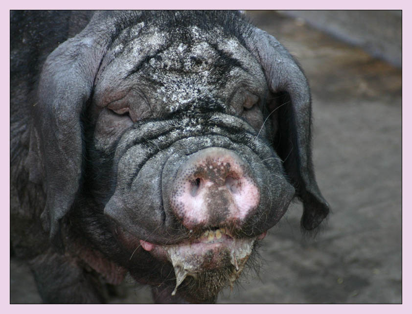 Schwein sein ist schön ...