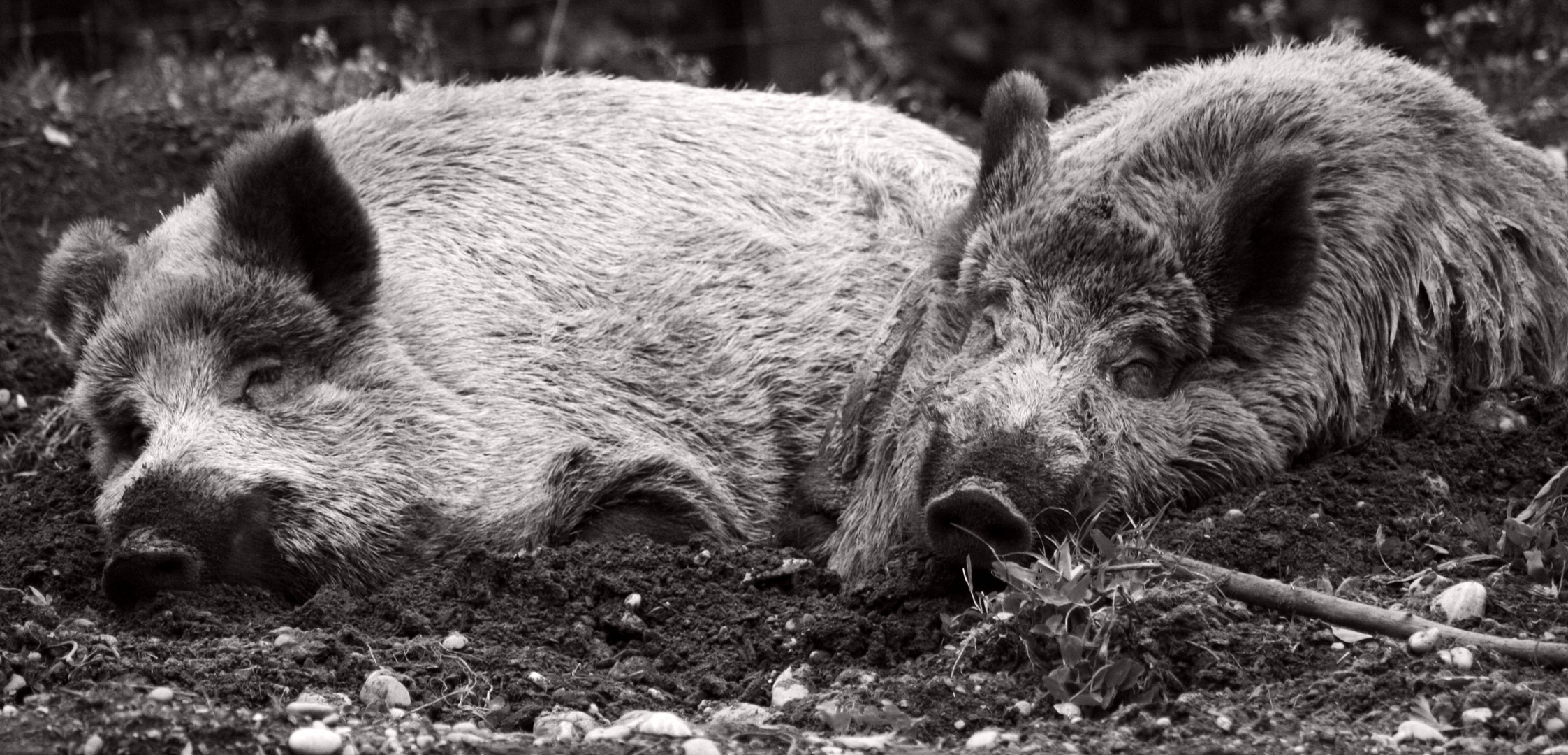 Schwein sollte man sein