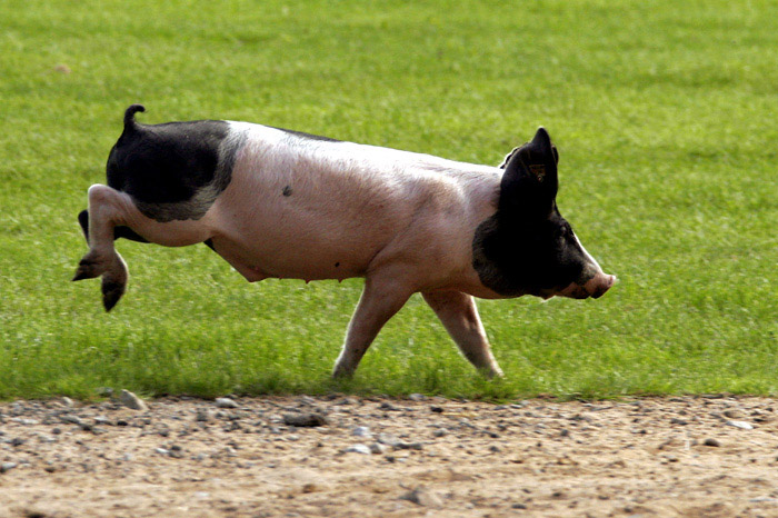 Schwein springend