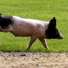 Schwein springend