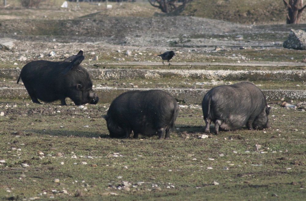 Schwein und Krähe