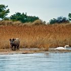 Schwein und Schwan an der Ostsee