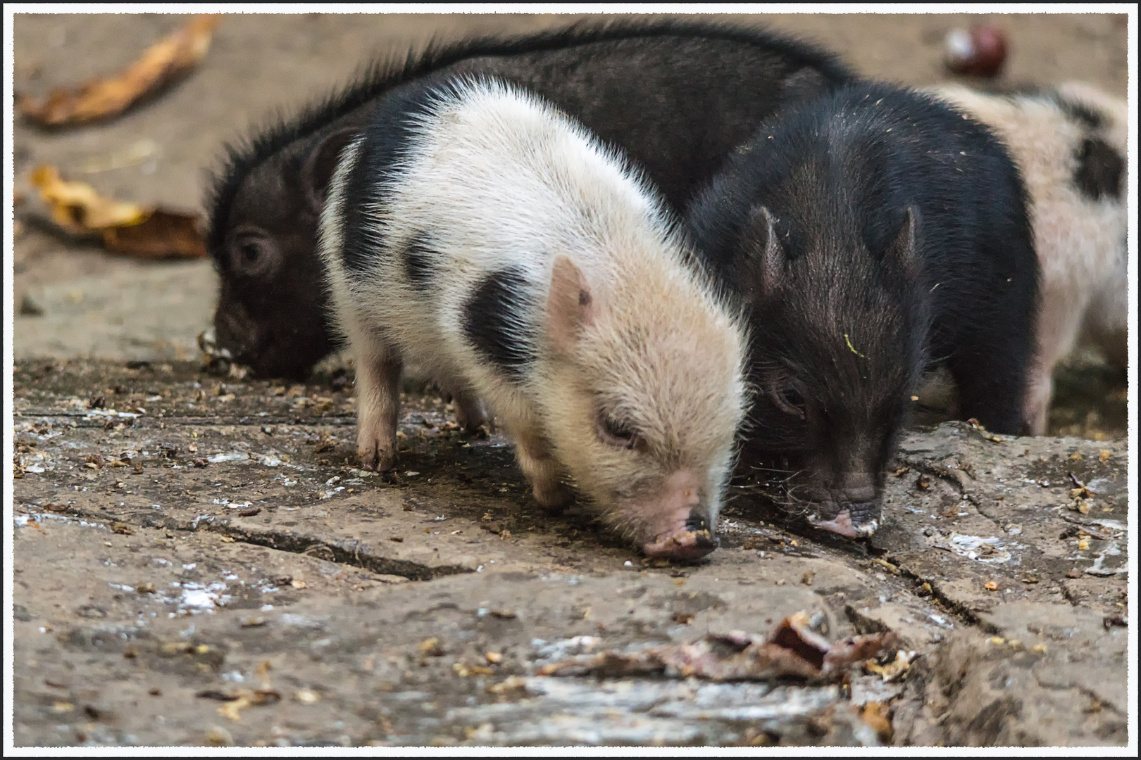 Schwein, was sonst