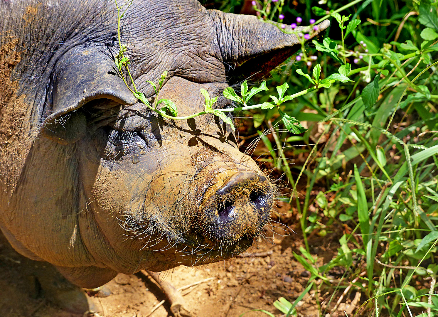 Schwein zum Neujahr