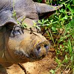 Schwein zum Neujahr