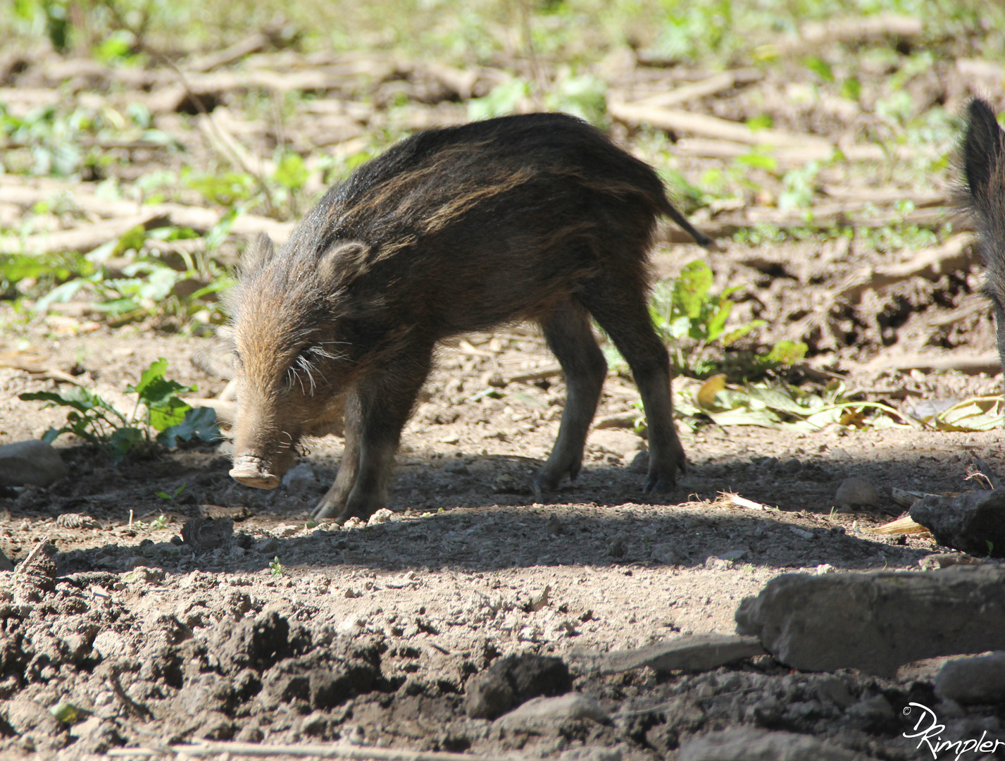 Schweinchen