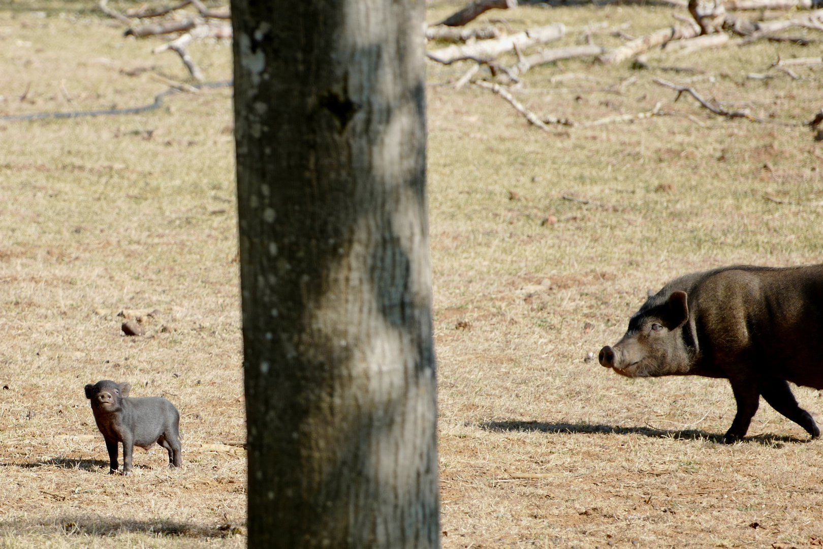 Schweinchen