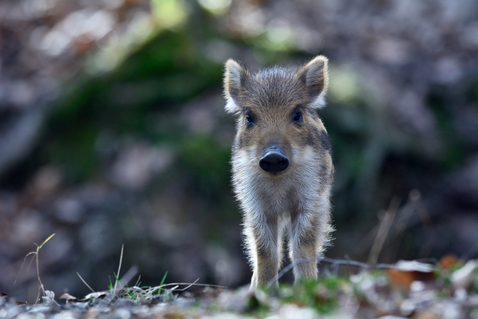 Schweinchen Babe