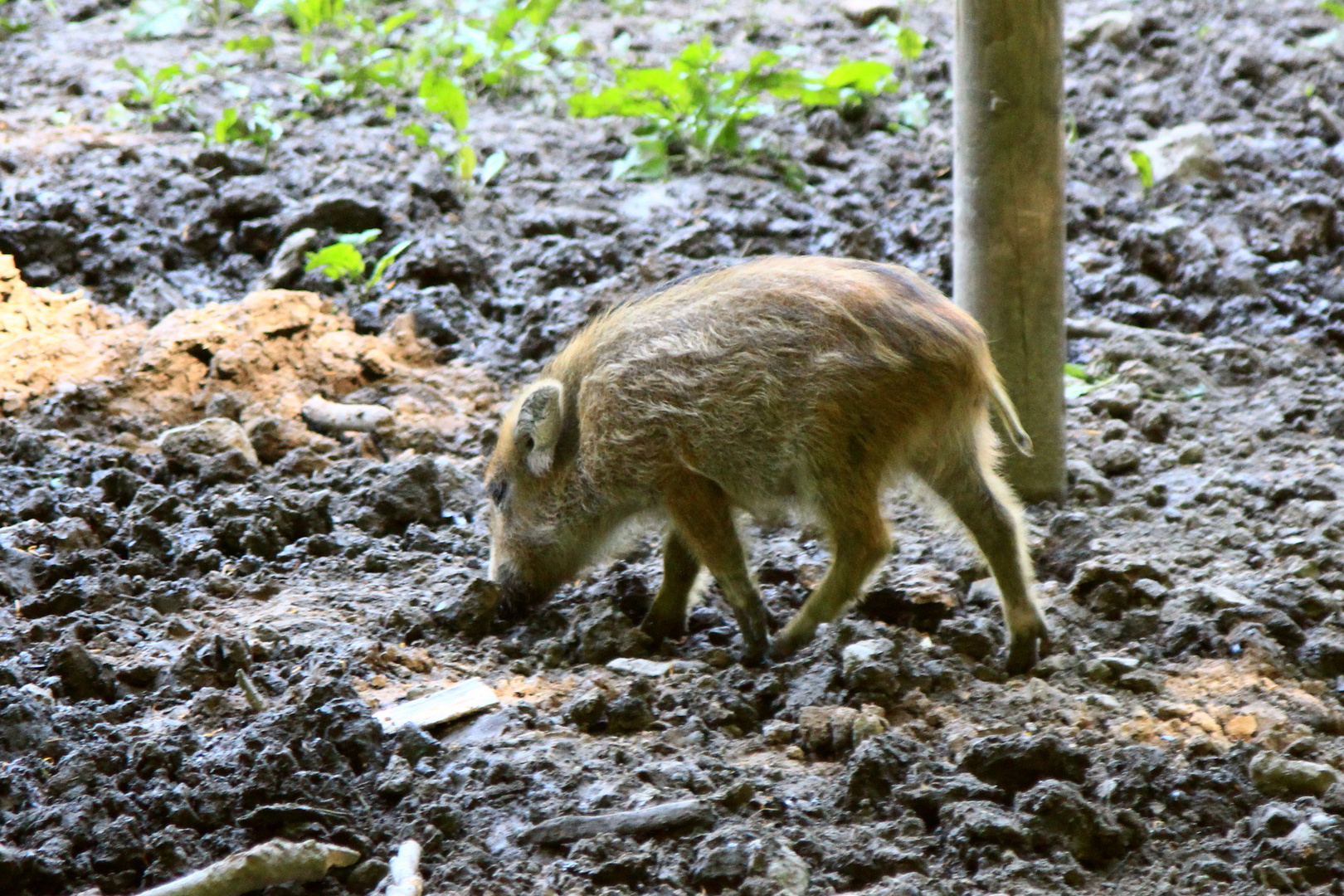 Schweinchen Babe