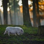 Schweinchen Dick im Zauberwald