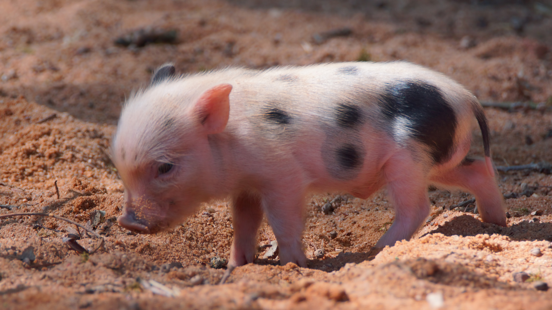 Schweinchen Foto Bild Natur Paarhufer Tier Bilder Auf Fotocommunity