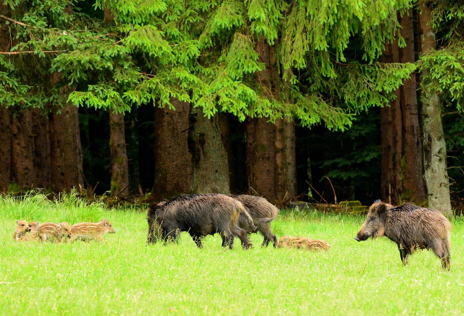 Schweinchen-Familienausflug 