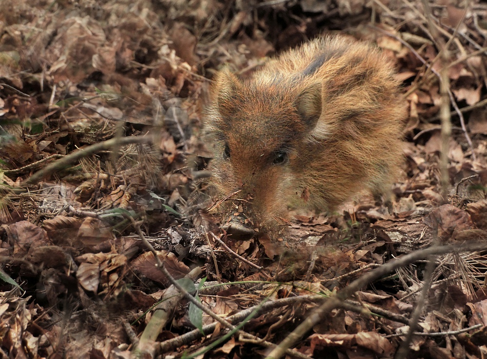 Schweinchen gehabt!