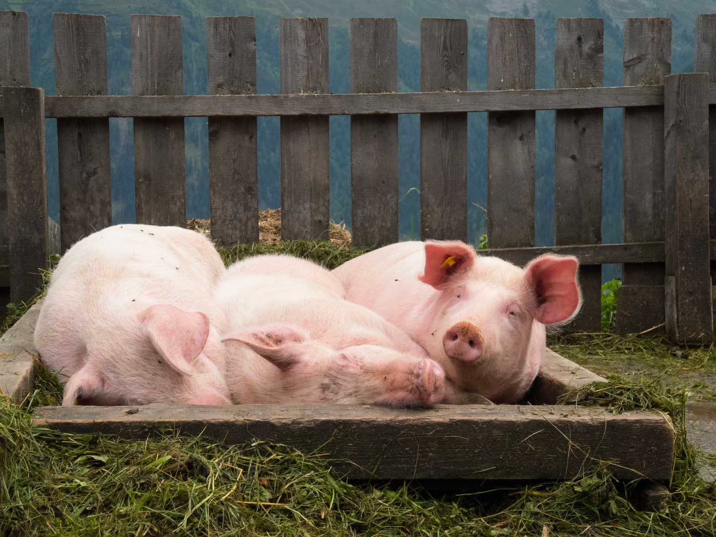 Schweinchen gut gebettet