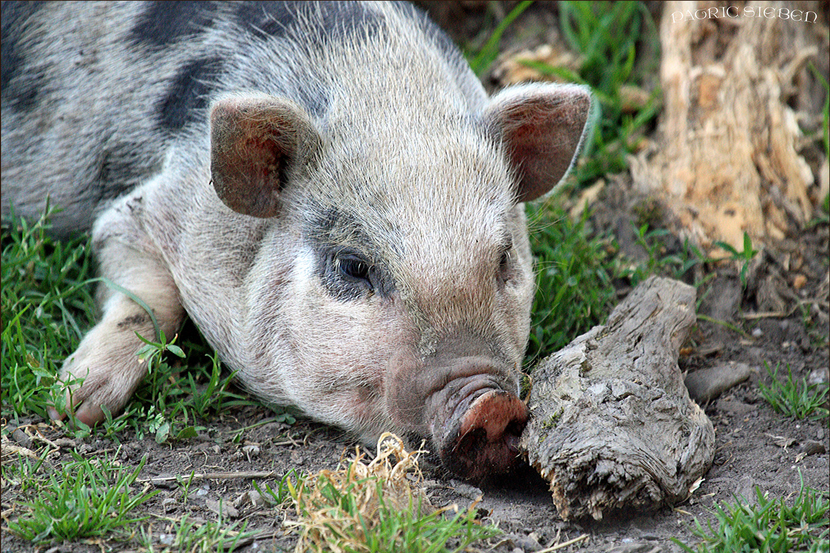 Schweinchen Horst =)