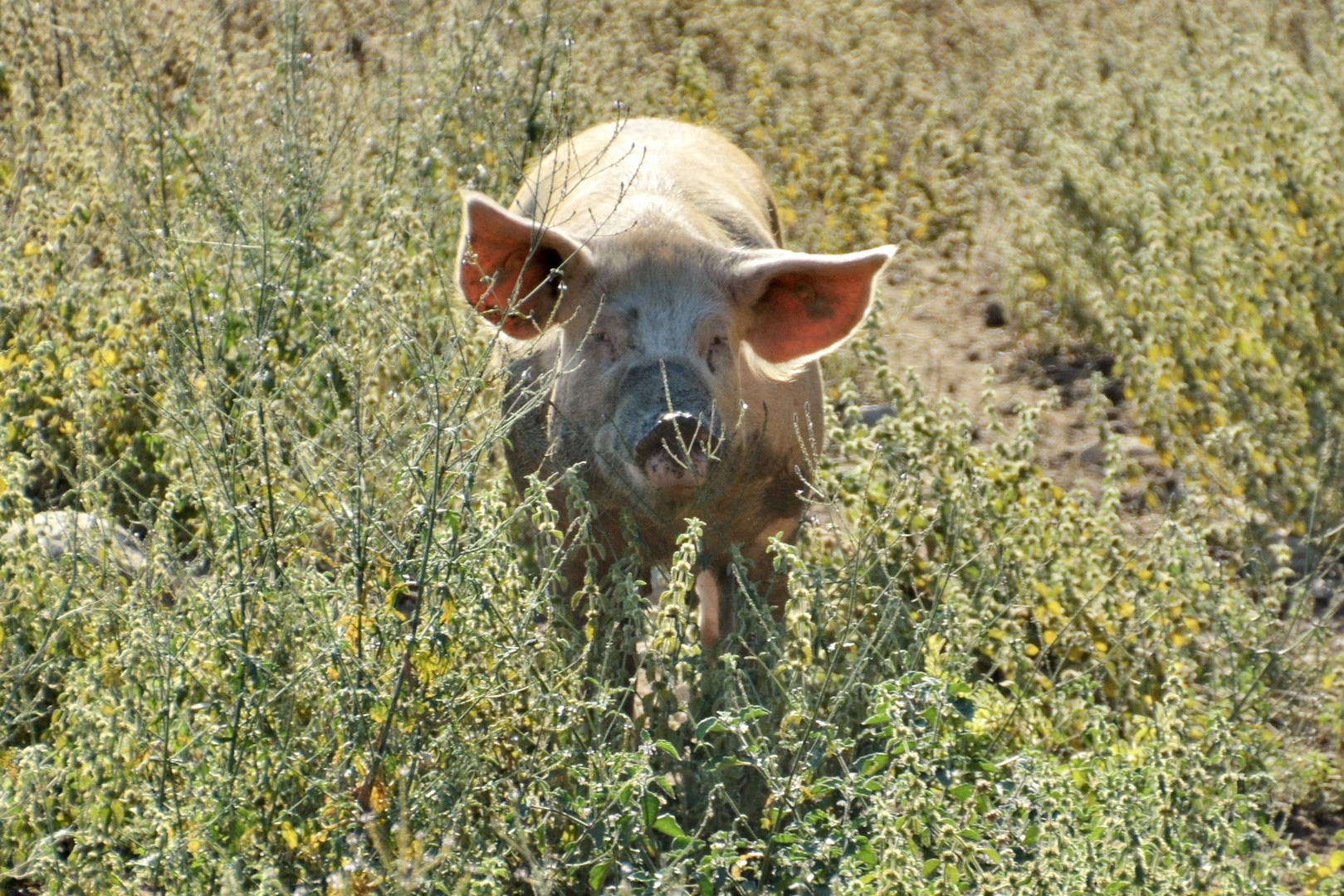 Schweinchen im Anmarsch