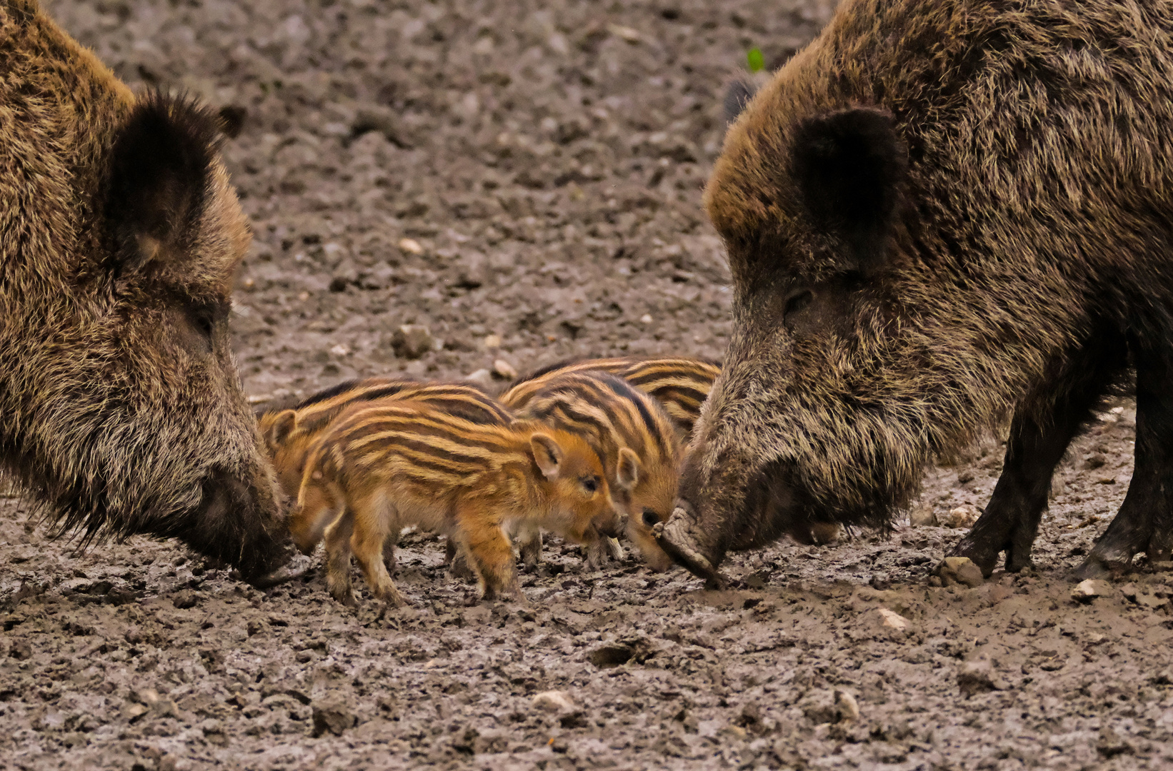 Schweinchen im Durchblick