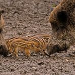 Schweinchen im Durchblick