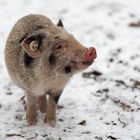 Schweinchen im Schnee