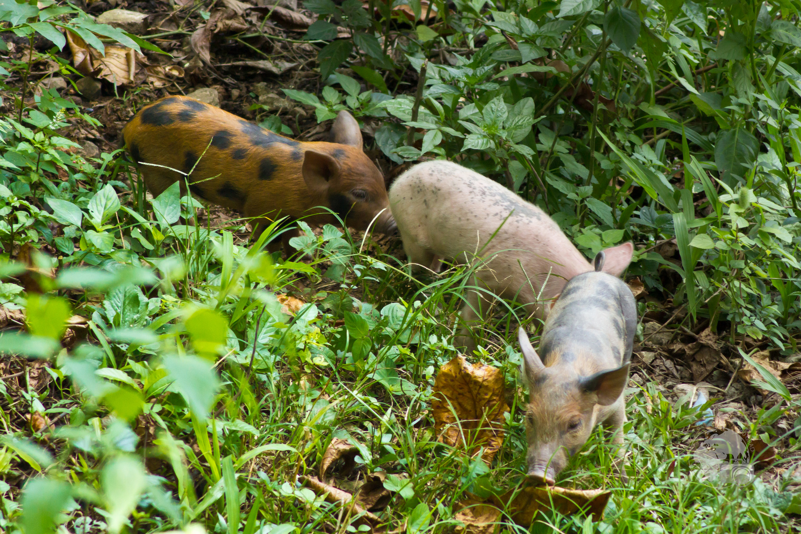 Schweinchen-Marsch