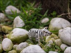 Schweinchen oder Zebra?