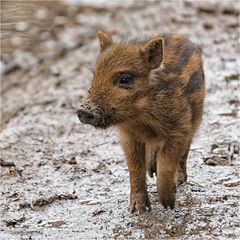 Schweinchen on Tour.....