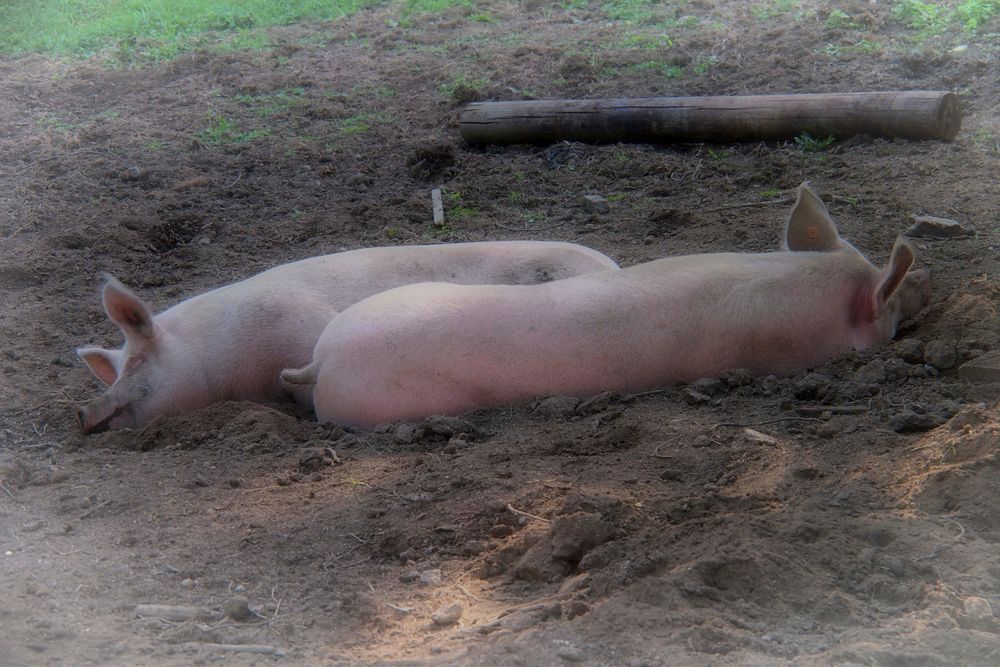 Schweine am Waldstein