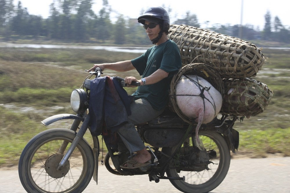 Schweine auf dem Moped