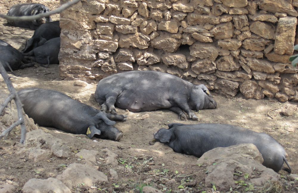 Schweine beim Mittagsschlaf