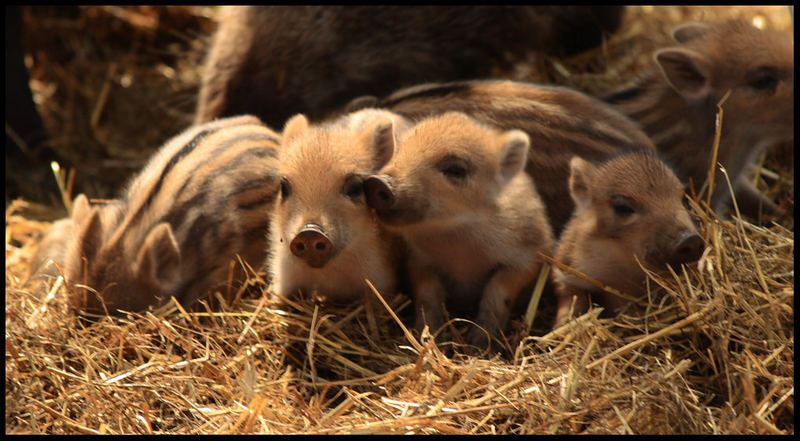 Schweine- (geschwister) -liebe!