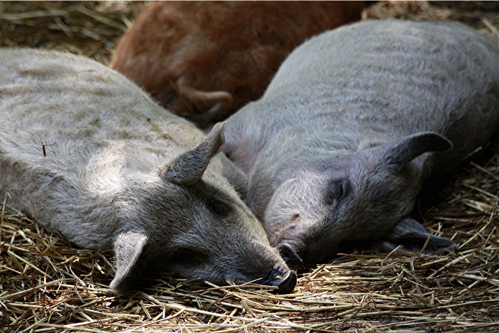 Schweine gut Schlafen von BrittaGrosche 