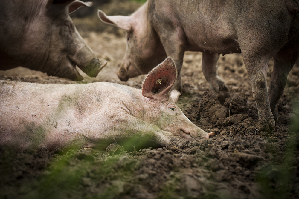 Schweine im Glück