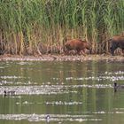 Schweine im Pool